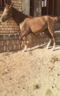 اسب