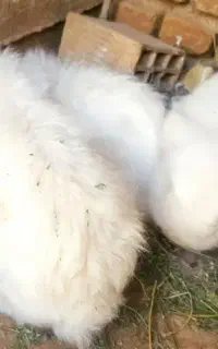 خرگوش ماده لوپ اصیل