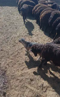 بره نرو ماده افشاری