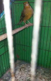 پرنده نرماده قناری چمن