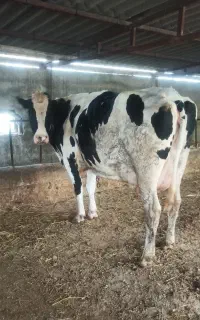 گاو 8ماه آبستن
