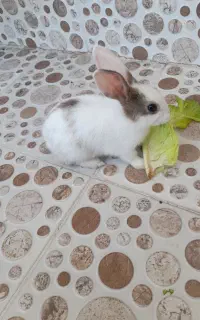خرگوش