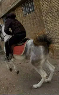 مادیان کرد درجه یک