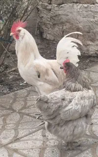 مرغ و خروس