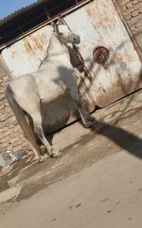 اسب عرب