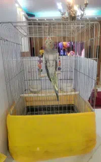 پرنده عروس هلندی  سرحال