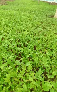 نشا گوجه