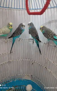 مرغ عشق