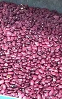 فروش حبوبات تازه