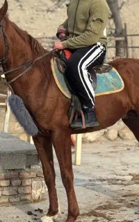 اسب نریان سیلمی اصالت دار