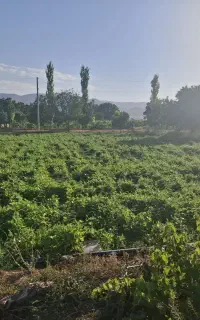 اخذ سند و مجوز خانه باغ توسط وکیل