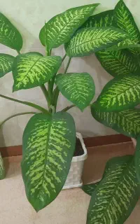 گل دیفن باخیا