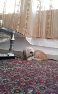 یک تعلیم دیده