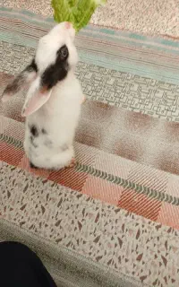 خرگوش کوچلو بامزه وباهوش