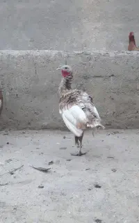 5عدد بوقلمون