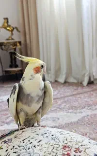 عروس هلندی گمشده