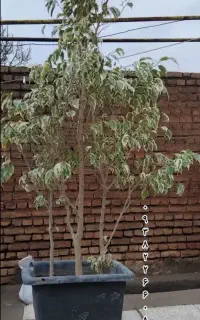 فروش گل و گلدان