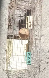 قفس