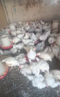 مرغ زنده از تولید به مصرف