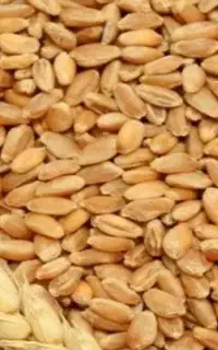 گندم