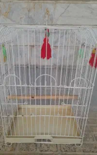 قفس