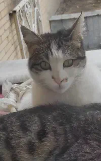گربه ام گمشده حوالی الهیه رشدیه