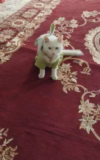 گربه اصلا گاز نمگیره