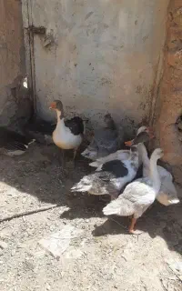 غاز محللی