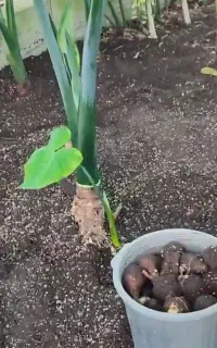 پیاز بابادم