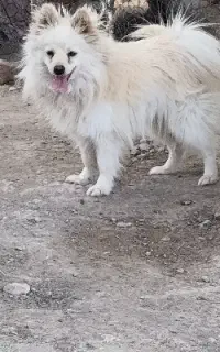 سگ پامراشپیز