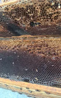 ۱۰۰ عدد پوکه