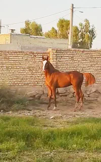 پسر ذکریا