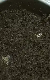 سبزی سرخ شده قرمه محلی گیلان ارسال به همه شهرها