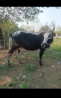 گاو محلی با گوساله ماده یک ماهه