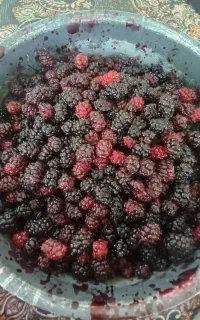 شاهتوت ارگانیک تازه چیده شده