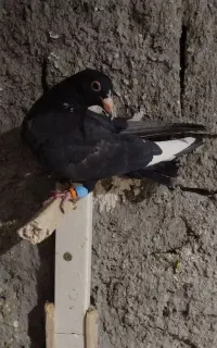 پلنگ سیاه جوانه