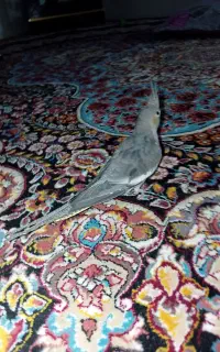 معاوضه  عروس  با کبوتر