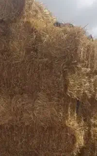 سفال کاه گندم درجه یک محصول شهرکرد(نه خوزستان)