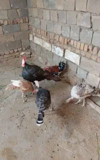 چهار عددبوقلمون ماده ونر