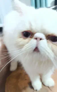 گربه