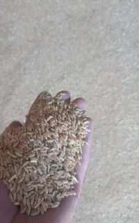 گندم