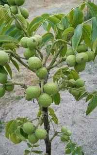 گردو دماوند