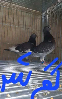 جفت جوجه گم شده