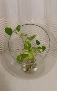 تنگ ماهی و گلهای زینتی