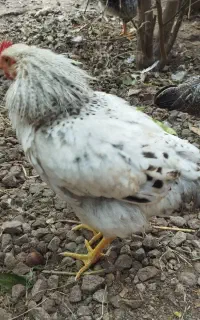 خروس چهار ماهه محلی
