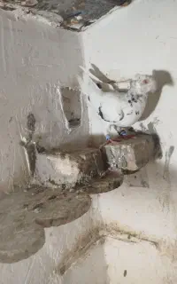 سارهفت رنگ نر کاکلی  موقعیت بجستان