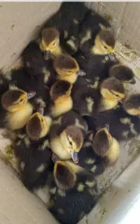 جوجه اردک اسرائیلی