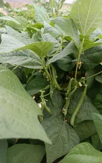 لوبیا80