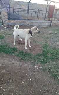 سگ دوساله تضمینی گوسفند