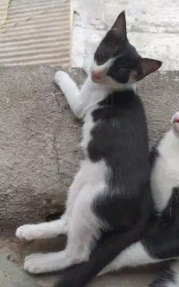 واگذاری بچه گربه